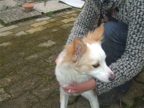 spina-cucciolo-smarrito