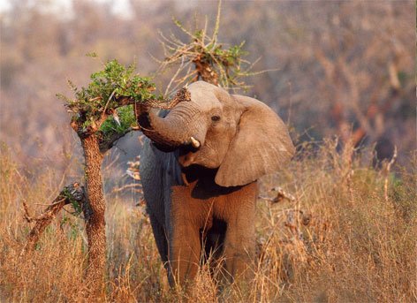africa-savana