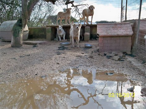canile---recinto-allagato