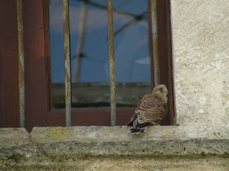 pullo sul cornicione