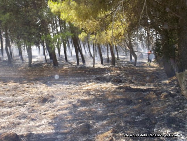 incendio pineta ss100