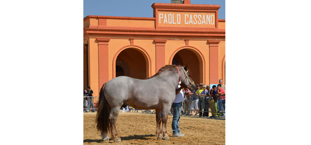cavallo-da-tiro-gioia