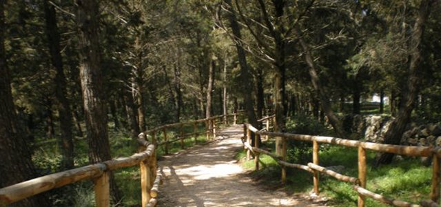 montursi-pineta-pp