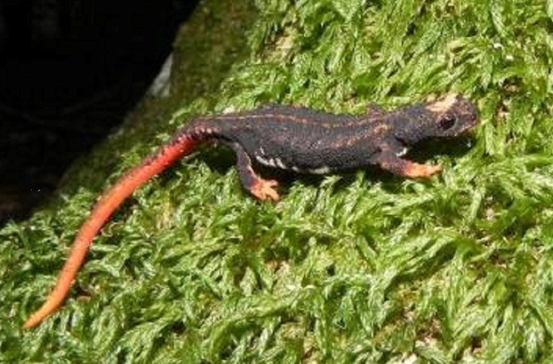 salamandrina