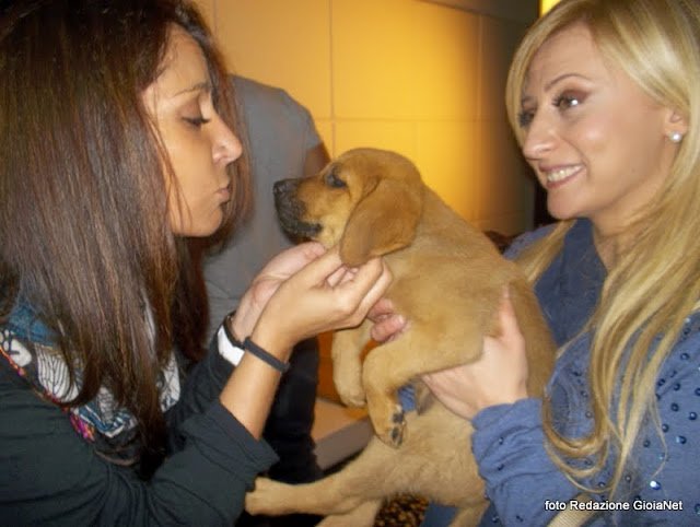 inmagia amici dei cani