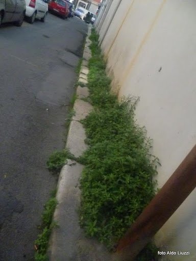 verde spontaneo2