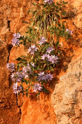 oasi lipu campanula