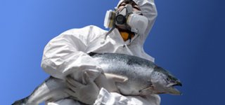 salmone-ogm