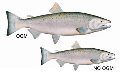 salmone