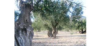 ulivi-secolari-pp