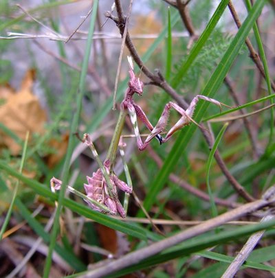 biodiversita2