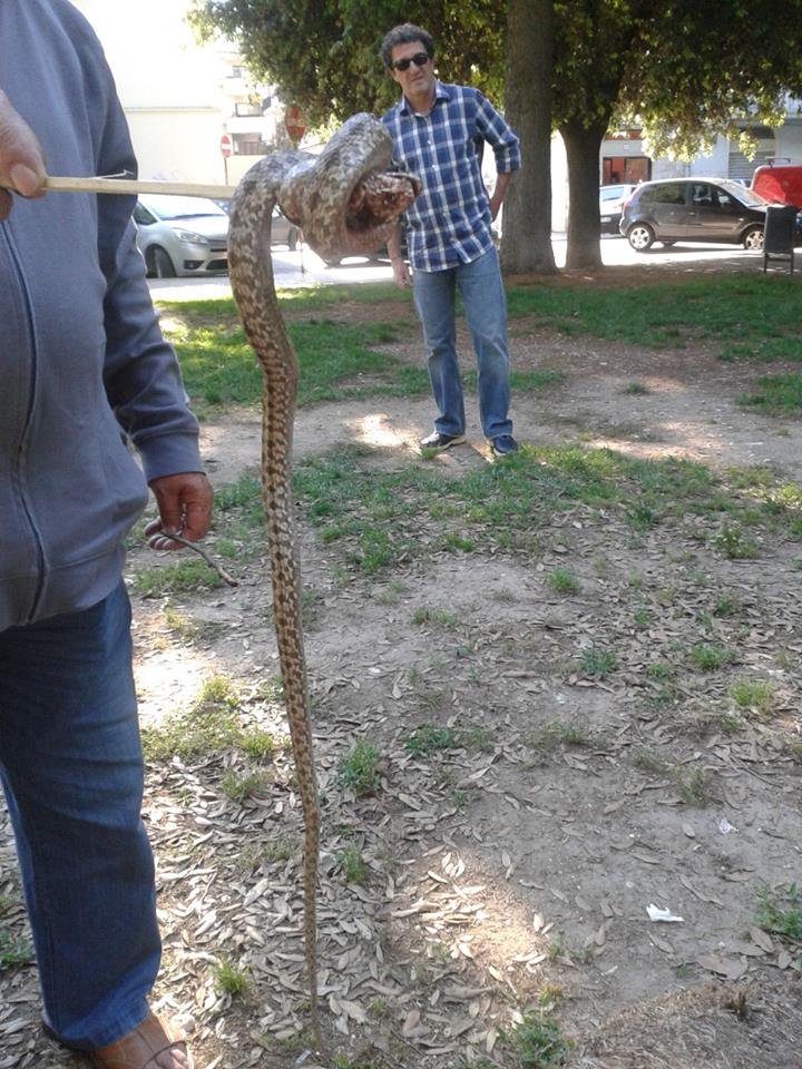 serpente catturato7443 n