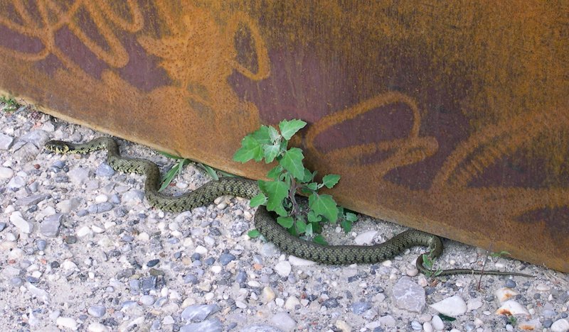dscn5276 vipera