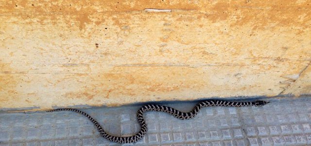 serpente-due-pp