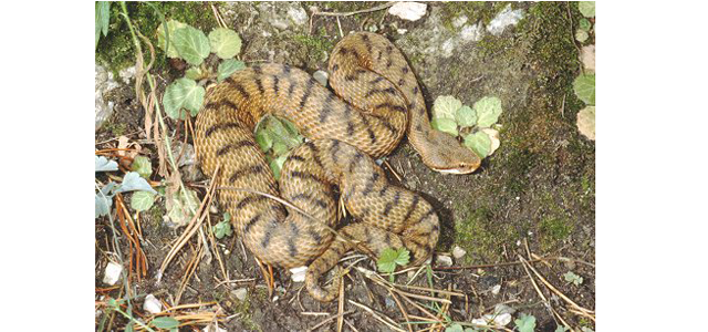 serpente-piazza-pinto